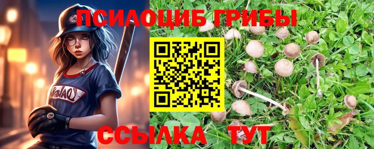 Александров  Псилоцибиновые грибы GOLDEN TEACHER  Галлюциногенные грибы мицелий  Вход с VPN 